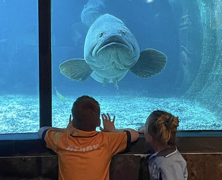 Children observing a large fish through an aquarium window, highlighting curiosity, wonder and learning through real‑world experiences beyond the classroom